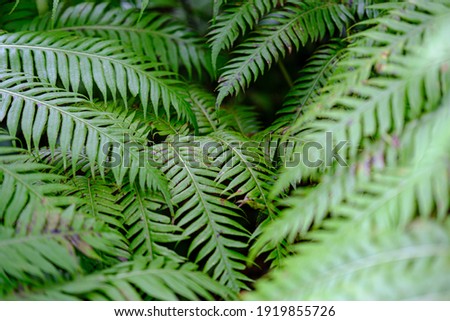 Fern macro or close up, Ferns wallpaper, natural desktop, leaves background