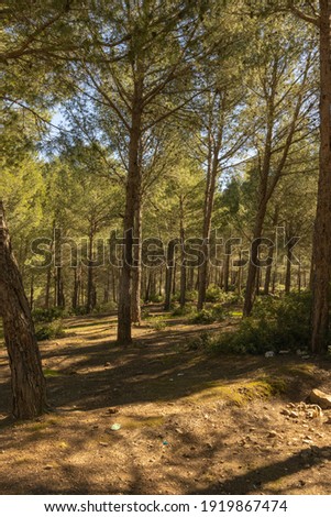 Beautiful trees in the Zinat forest