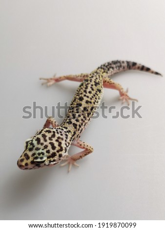 The Leopard Gecko on the light background