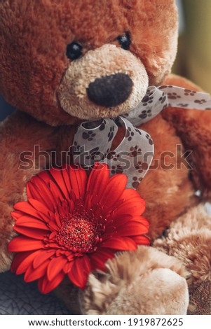 Soft teddy bear with a bow and one red gerbera. Gift for anniversary, birthday or Valentine's Day celebration. Selective focus. Close-up.