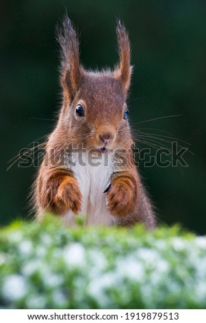 Eurasian red squirrel (Sciurus vulgaris), Emsland, Lower Saxony, Germany