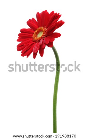 Red gerbera daisy isolated on white background 