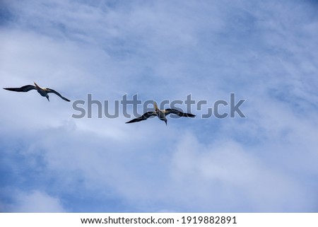 Seabirds Masked, Blue-faced Booby (Sula dactylatra) flying over the ocean on the blue sky background. Seabirds hunting for flying fish jumping out of the water.