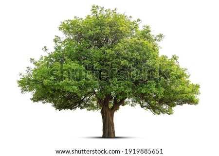 tree isolate on white background Royalty-Free Stock Photo #1919885651
