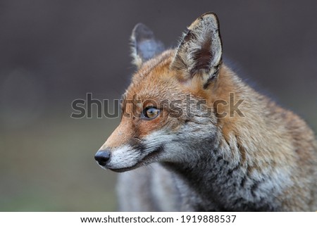 The red fox is the largest of the true foxes and one of the most widely distributed members of the order Carnivora, being present across the entire Northern Hemisphere.