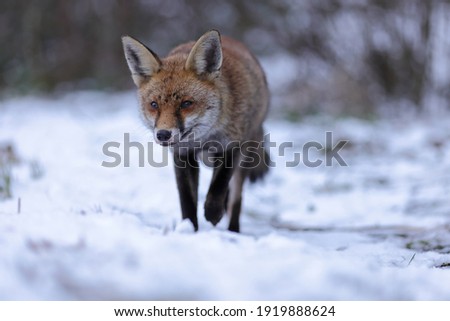 The red fox is the largest of the true foxes and one of the most widely distributed members of the order Carnivora, being present across the entire Northern Hemisphere.