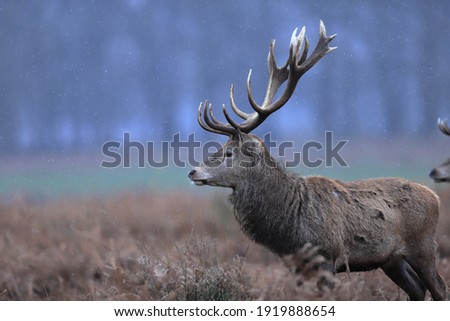 The red deer is one of the largest deer species. The red deer inhabits most of Europe, the Caucasus Mountains region, Asia Minor, Iran, parts of western Asia, and central Asia.  Royalty-Free Stock Photo #1919888654