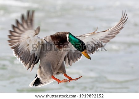 Bird. Mallard duck (Anas platyrhynchos) drake  in flight Royalty-Free Stock Photo #1919892152
