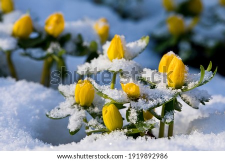 Winter Aconites Eranthis hyemalis in flower in a garden in February in the snow, North Yorkshire, England, United Kingdom Royalty-Free Stock Photo #1919892986