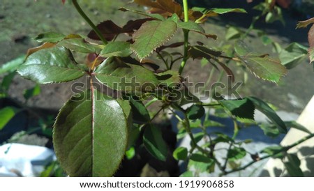 detailed rose leaves and stems
