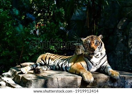 A tiger is relaxing  during daytime at tiger kingdom mae rim chiang mai,Thailand. 