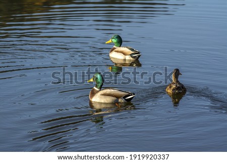 A closeup shot of three ducks swimming in the pond