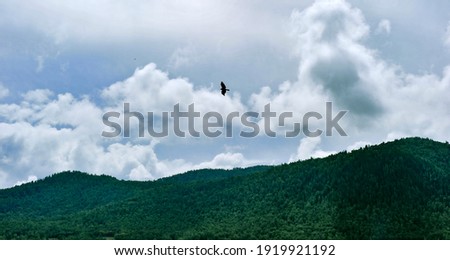 Eagles fly in the sky against the background of mountains and dark clouds