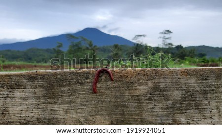 Millipede in the middle of rice fields with mountainous background