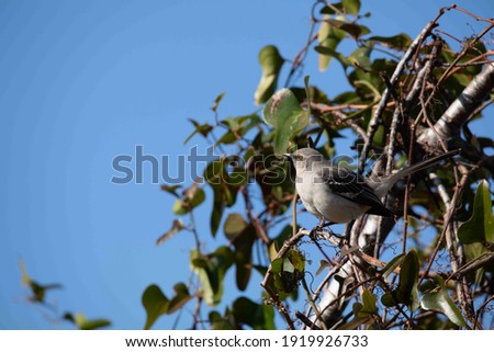 A Mockingbird basking in the sunlight atop a tree 