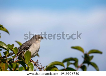 A Mockingbird perched atop a tree on a sunny day