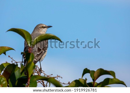 Mockingbird sitting atop a tree pictured through dense leaves on a sunny day
