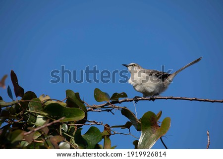 Mockingbird pictured on a long and narrow branch on a sunny day