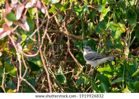 Light shining and hitting Mockingbird perched on a branch in a bush 