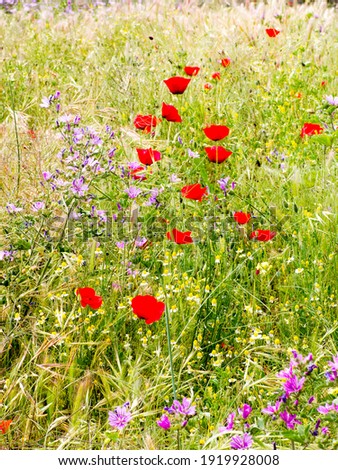 A vertical shot of poppies and wildflowers in a field