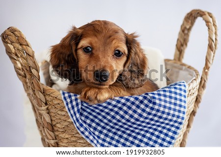 Dachshund Puppy posing for picture