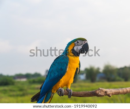 Colorful  Macaw  Parrot  standing  on  wooden  perch  with  nature  blurry  background Royalty-Free Stock Photo #1919940092