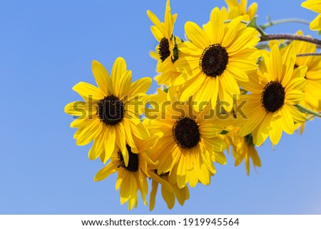 Sunflower over cloudy blue sky in spring day