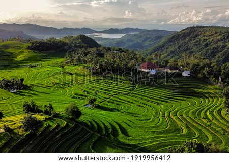panoramic view rice of field in Lombok Island Royalty-Free Stock Photo #1919956412