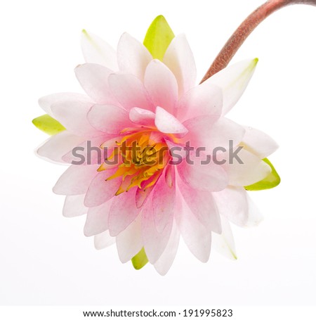 Lotus flower isolated white background