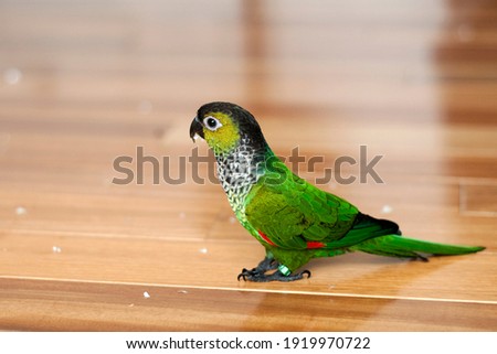 cute young black capped conure looking for white baby's breath flower pedals on hard wood floor