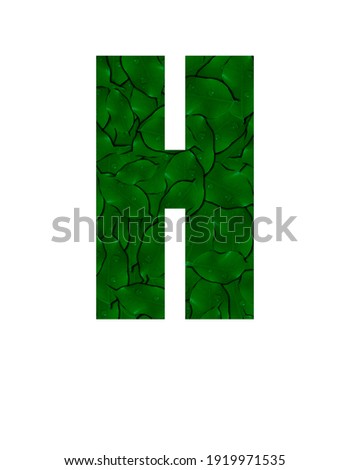 Letter H of the alphabet with a photograph of green leaves with water drops. Letter H made from green leaves isolated on white Photo. Alphabet symbols with green plant pattern texture inside