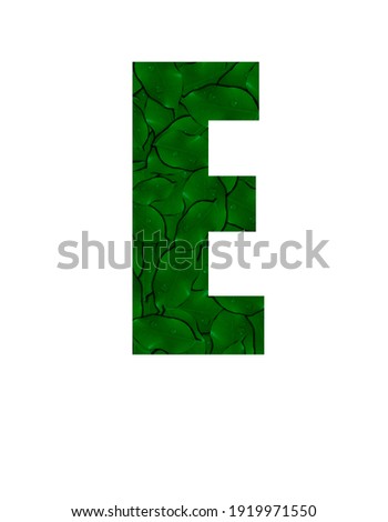 Letter E of the alphabet with a photograph of green leaves with water drops. Letter E made from green leaves isolated on white Photo. Alphabet symbols with green plant pattern texture inside