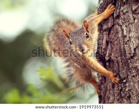 Cute little Eastern Fox squirrel (Sciurus niger) peeking out from behind a tree trunk 