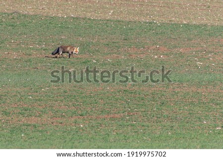Nice fox in a green cereal field with space for copy space