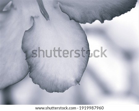 flower petals in black and white blurred background ,soft selective focus ,macro and old vintage style photo for card design ,abstract background ,gray colour for letter ,blurred concept ,free space