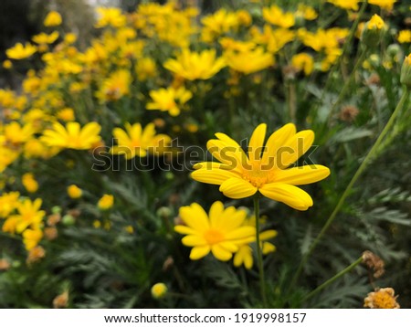 Close-up of one beautiful simple yellow flowers. Beauty and harmony of nature concept.