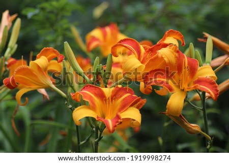 Yellow orange flowers of the daylily Frans Hals Royalty-Free Stock Photo #1919998274