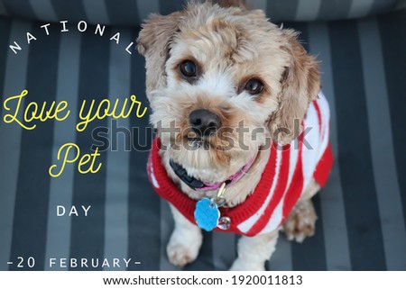 Nation love your pet day, 20 february, text on image