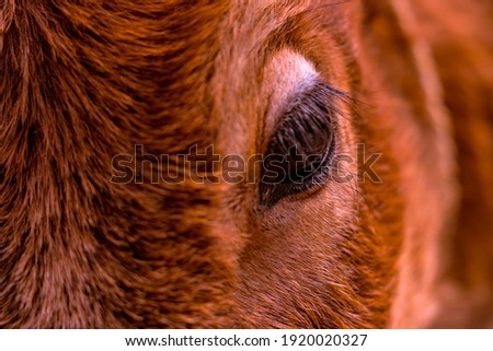 pet animal closeup portrait and depthfield 