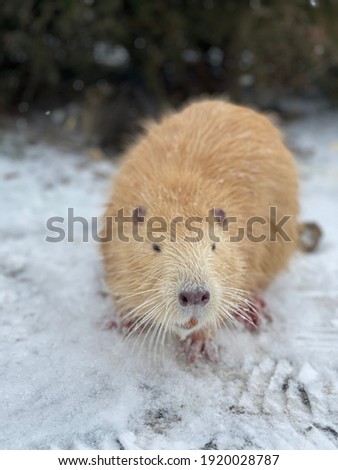 The otter is big red in winter