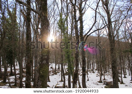 Photo of the woods filled with snow
