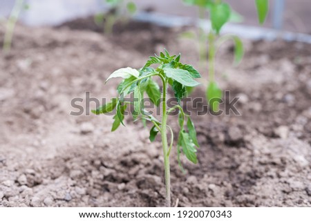 planting young tomatoes in a greenhouse. High quality photo