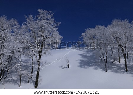 The blue and white world of Mt.Hakkai, winter in Minami Uonuma City, Niigata Prefecture, Japan Royalty-Free Stock Photo #1920071321