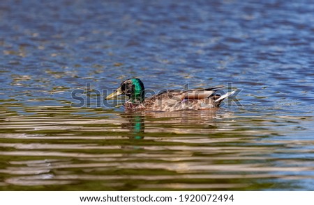 Bird duck mallard (drake) on the water surface of the reservoir close-up in summer