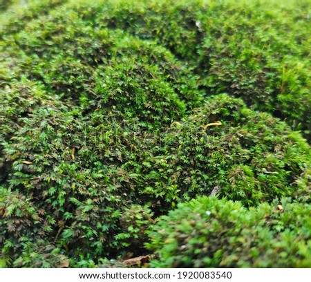Mosses are a group of small plants that are included in Bryophytina.