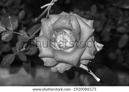 Close-up rose  of black and white colour in isolated background.