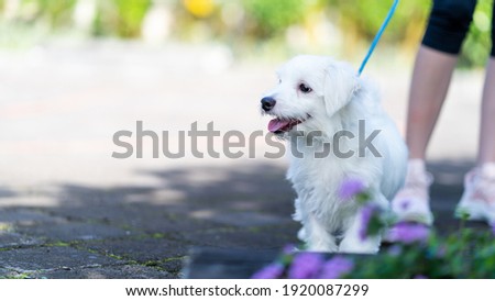 A picture of maltese's puppy