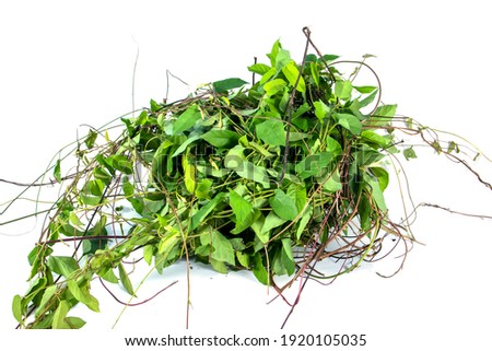 Weed or unwated flora isolated on white background. Pile of green weed garbage isolated
