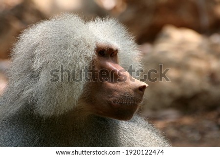 portrait of baboon hairy animal ape  