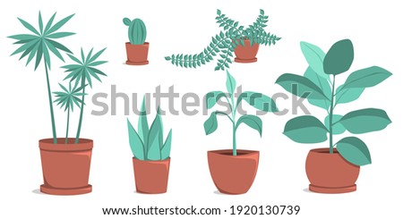 Set of plants growing in a pots. Room flowers. Vector illustration in flat style, isolated on white background